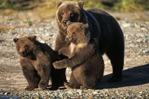 Images Dated 7th November 2011: Brown bear, grizzly