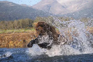 Images Dated 7th November 2011: Brown bear, grizzly bear, catching pink salmon, Katmai National Park, Alaskan peninsula