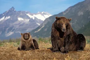 Southcentral Alaska Prints: Brown bear, grizzly bear, sow with cub on riverbank, Katmai National Park, Alaskan