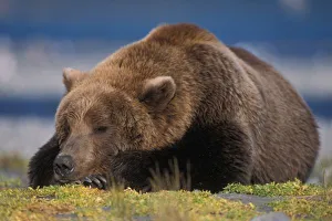 Brown bear, grizzly bear, taking a nap, Katmai National Park, Alaskan peninsula