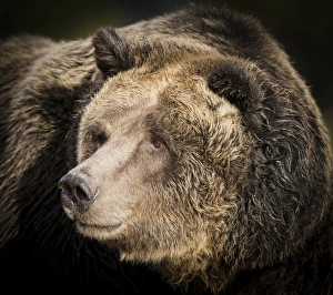 Brown Bear / Grizzly, Ursus arctos, West Yellowstone, MT, MR