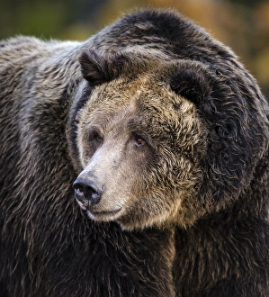 Brown Bear / Grizzly, Ursus arctos, West Yellowstone, MT, MR
