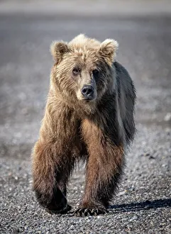 Betty Sederquist Prints: Brown bear heads for the photographers