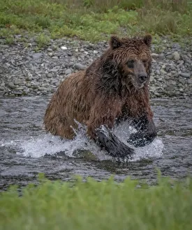 Betty Sederquist Prints: Brown bear jumps at a salmon at Pack Creek
