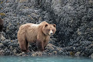Hungry Prints: a brown bear looking for food at low tide, Muir Inlet, Glacier Bay