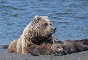 Betty Sederquist Prints: Brown bear mama remains vigilant while her dub snoozes