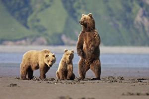 Fairbanks Prints: A brown bear mother and cubs walks across mudflats in Kaguyak Bay, Katmai Coast, Alaska