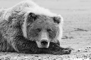 Brown bear resting on the beach, Silver Salmon Creek, Lake Clark National Park, Alaska