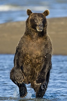 Images Dated 12th August 2007: Brown Bear searching for salmon at Silver Salmon Creek, Lake Clark NP, Alaska