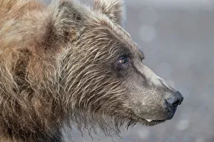 Betty Sederquist Prints: Brown bear shows its profile