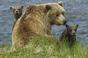 Brown bear sow and cubs, Katmai National Park, Alaska, USA