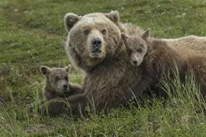 Family Prints: Brown bear sow and cubs, Katmai National Park, Alaska, USA