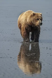 Betty Sederquist Prints: Brown bear sow goes clamming on mud flats at Lake Clark