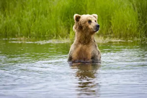 USA, North America, Alaska Gallery: Brown Bear standing on Brooks River, Katmai National Park, Alaska, USA