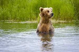 USA, North America, Alaska Gallery: Brown Bear standing on Brooks River, Katmai National Park, Alaska, USA