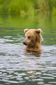 Brown Bear standing in Brooks River, Katmai National Park, Alaska, USA Brown Bear standing in Brooks River, Katmai National Park, Alaska, USA
