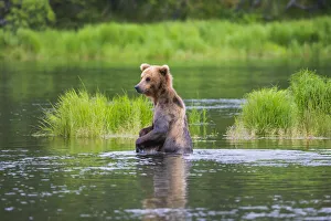 Brown Bear standing in Brooks River, Katmai National Park, Alaska, USA Brown Bear standing in Brooks River, Katmai National Park, Alaska, USA