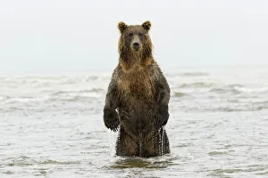 Images Dated 14th February 2020: Brown bear standing upright, Silver Salmon Creek, Lake Clark National Park, Alaska