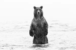 Brown bear standing upright, Silver Salmon Creek, Lake Clark National Park, Alaska