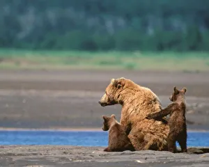 Images Dated 15th October 2004: Brown Bear, Ursus