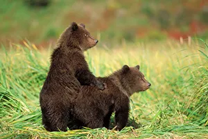 brown bear, Ursus