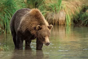 Bear Gallery: brown bear, Ursus