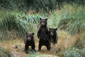 brown bear, Ursus