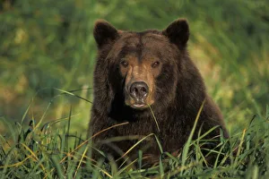 brown bear, Ursus