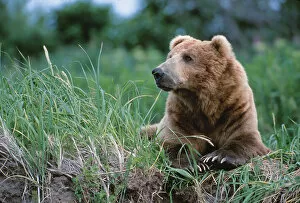 Images Dated 15th October 2004: Brown Bear, Ursus arctos, Alaska, Alaska Peninsula, Katmai National Park, Male Boar