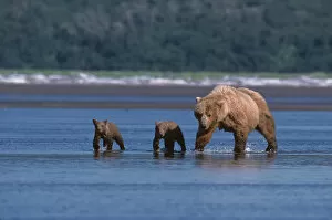 Images Dated 15th October 2004: Brown Bear, Ursus arctos, Alaska Peninsula, Sow with Cubs, Katmai National Park
