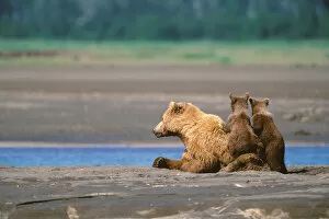 Images Dated 15th October 2004: Brown Bear, Ursus arctos, Alaska Peninsula, Sow with Cubs, Katmai National Park