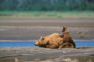 Images Dated 15th October 2004: Brown Bear, Ursus arctos, Alaska Peninsula, Sow with Cub, Katmai National Park