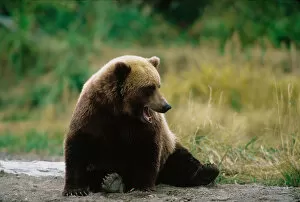 Images Dated 21st April 2005: Brown Bear, Ursus arctos, Alaska Peninsula, Alaska, USA, Katmai National Park, Brown