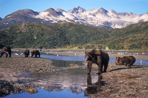 Animal Behavior Prints: brown bear, Ursus arctos, grizzly bear, Ursus horribils, sows and cubs in a riverbed