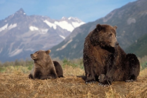 brown bear, Ursus arctos, grizzly bear, Ursus horribils, sow and cub with mountain