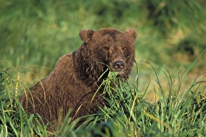 brown bear, Ursus arctos, grizzly bear, Ursus horribils, sow feeding on tall grasses