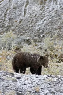 Images Dated 2nd September 2005: brown bear, Ursus arctos, grizzly bear, Ursus horribils, looking for food after first