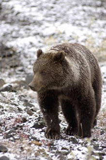 Images Dated 2nd September 2005: brown bear, Ursus arctos, grizzly bear, Ursus horribils, looking for food after first