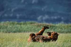 Images Dated 15th October 2004: Brown Bears at