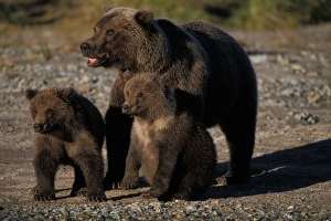 Animal Behavior Prints: brown bears, Ursus arctos, grizzly bears, Ursus horribils, sow with cubs, Katmai