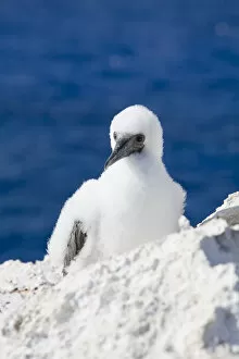 Images Dated 29th March 2006: Brown Booby chick, Cayman Brac, Cayman Islands, Caribbean