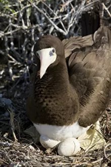 Images Dated 29th March 2006: Brown Booby nesting with eggs, Cayman Brac, Cayman Islands, Caribbean