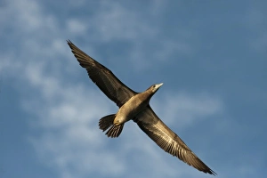 Images Dated 1st November 2009: Brown Booby (Sula leucogaster), Punta Allen, Sian Ka an Biosphere Reserve, Quintana Roo