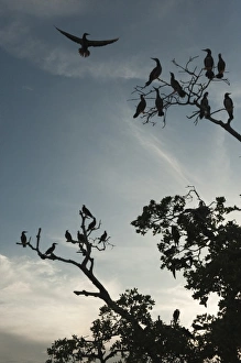 Quintana Roo Prints: Brown Booby (Sula leucogaster), Punta Allen, Sian Ka an Biosphere Reserve, Quintana Roo