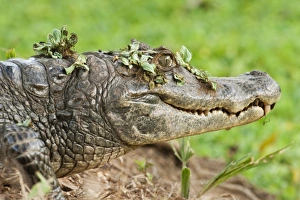 Hato Masaguarel Prints: Brown Caiman