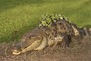 Hato Masaguarel Prints: Brown Caiman (Caiman crocodilus fuscus) - subspecies of Caiman crocodilus & Water Lettuce