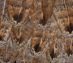 Images Dated 17th January 2010: Brown Feather Fanning effect