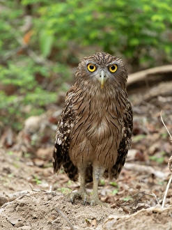 Prints of Brown fish owl, Sri Lanka, South Asia Images Dated 2024 December: Brown fish owl, Sri Lanka, South Asia