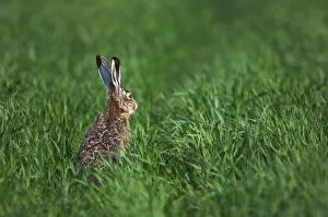 Images Dated 19th April 2007: Brown Hare, Lepus europaeus, adult in meadow, National Park Lake Neusiedl, Burgenland