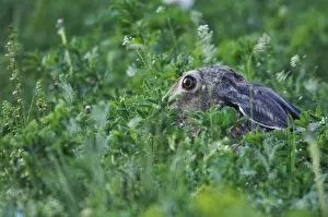 Brown Hare, Lepus europaeus, adult in meadow, National Park Lake Neusiedl, Burgenland